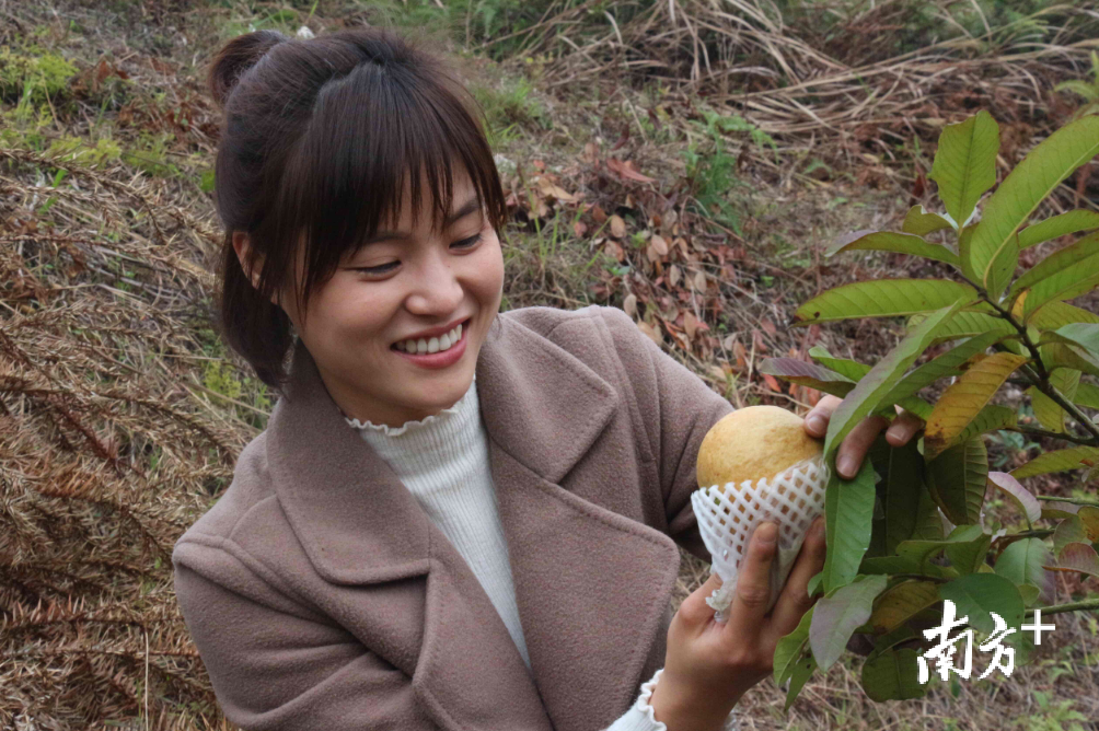 2015年，黄飞燕创建了佛冈县卓坚芭乐种植科普示范基地，是佛冈最早种植台湾红心芭乐的农业龙头基地，总面积280亩，大部分属于梯田山地。 魏亚男 摄