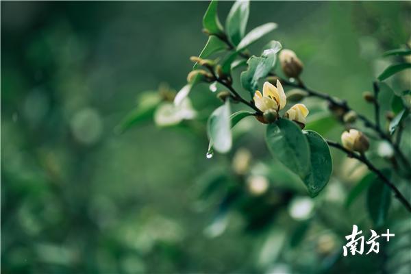 雨中的茶花。 雨中的茶花。