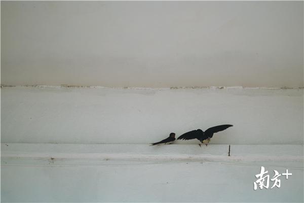 燕子停留在屋檐上。 燕子停留在屋檐上。