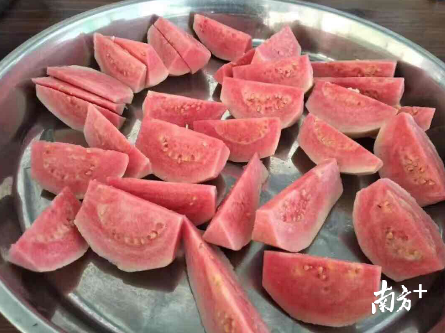 红心西瓜芭乐。 魏亚男 摄