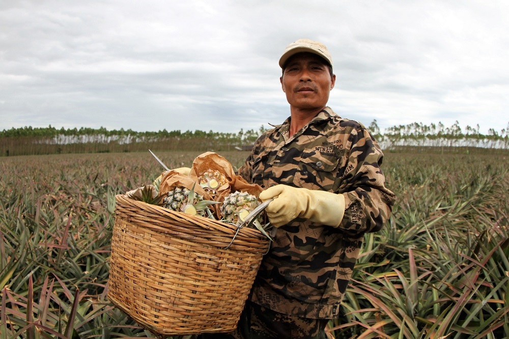 红星农场职工采收菠萝