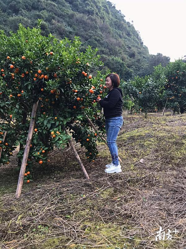 巾帼风采小小砂糖桔产值25亿元从种植小白到能手她如何做到