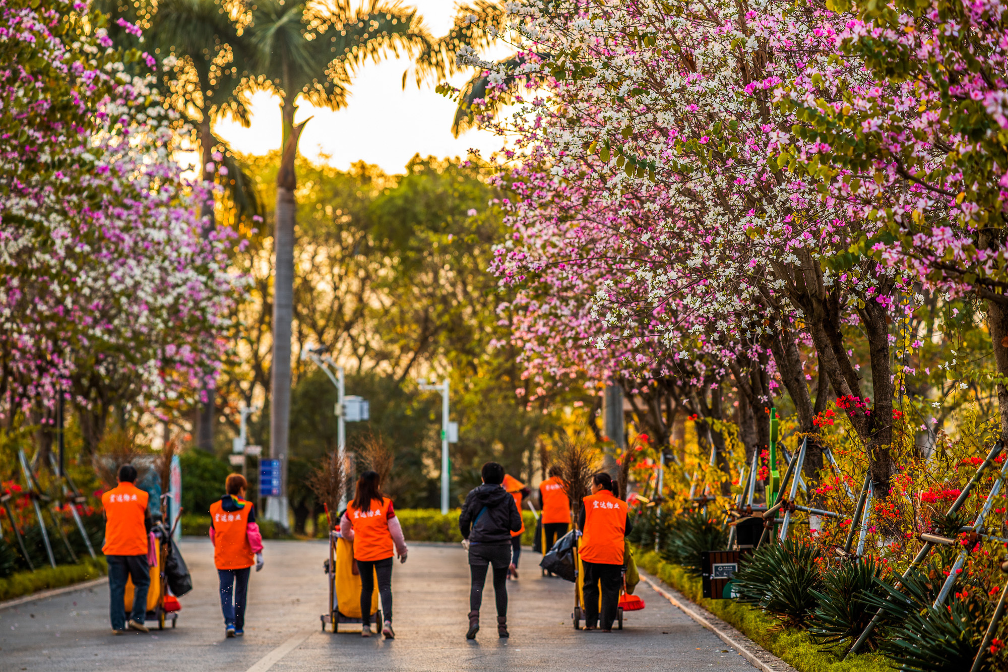 夕阳西下，穿着橙色马甲的保洁做完一天的工作，结伴穿行在粉白的花树之下，相映成趣，静好岁月。