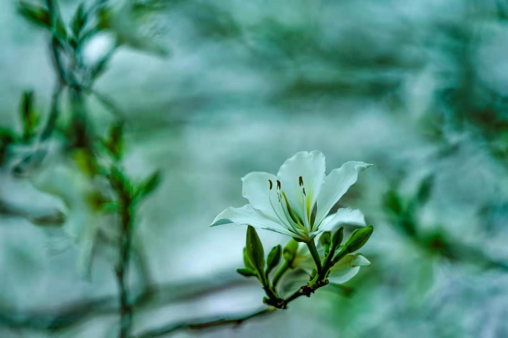 春雨中的花朵娇艳欲滴。