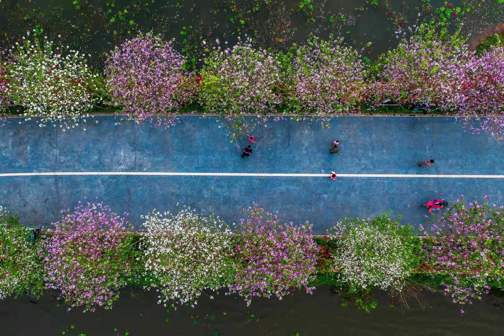 市民们漫步在花间道上，与成排的花木相映成趣。