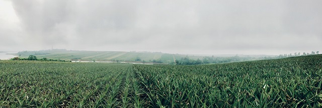 徐闻“菠萝的海” 谭家富摄 徐闻“菠萝的海” 谭家富摄