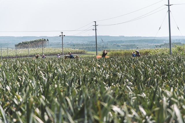果农穿梭在菠萝地里,忙碌的收获季已经到了 林鹏摄 果农穿梭在菠萝地里,忙碌的收获季已经到了 林鹏摄