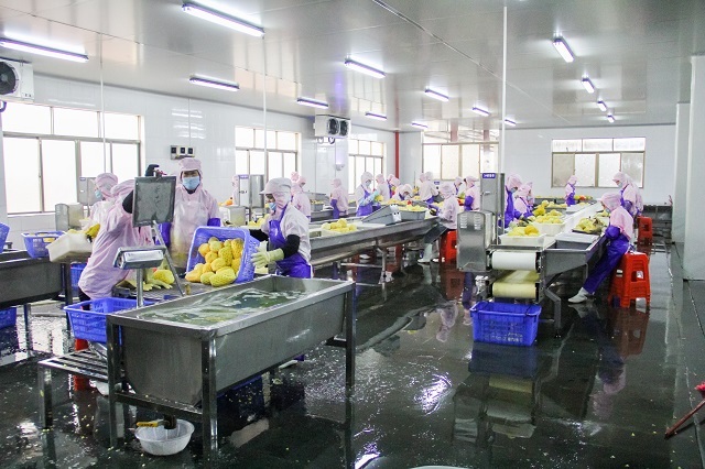 菠萝深加工车间 高永彬摄