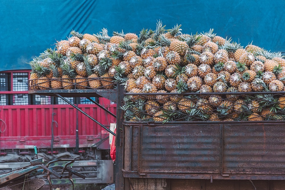 满载菠萝的货车即将开往各地 林鹏摄 满载菠萝的货车即将开往各地 林鹏摄