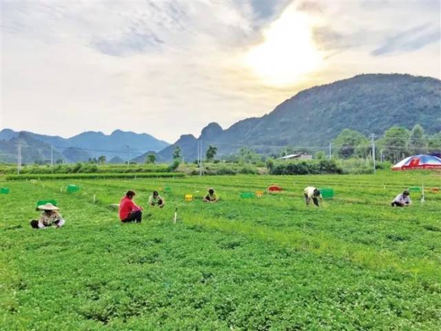 阳山最新招聘：行业动态解析