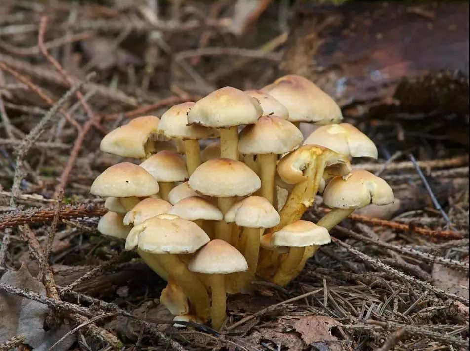 东北毒蘑菇种类图片