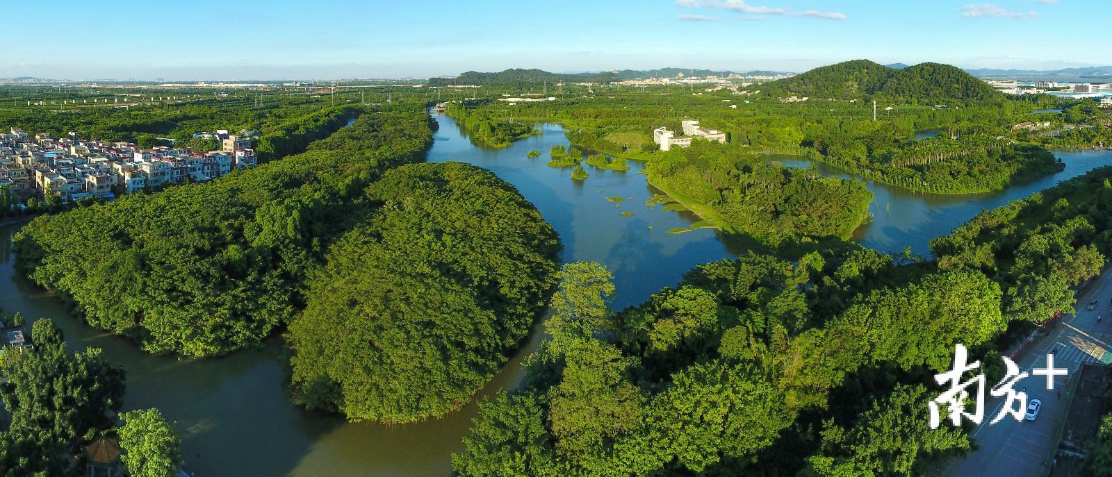 小鸟天堂内有长约一公里的观鸟长廊，可供游客从不同角度观赏野鹭。观鸟长廊已扩宽至45米，并新建了游艇小码头。游客可泛舟近距离观看鸟岛上的鸟类生态。（江门市林业和园林局供图）