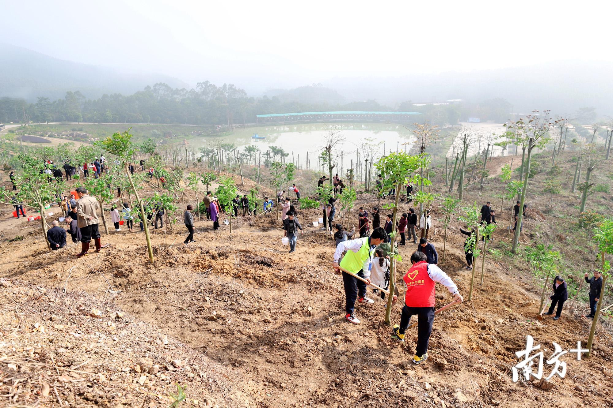 现场种植火焰木、黄槿和红桂木等苗木2000多株。 现场种植火焰木、黄槿和红桂木等苗木2000多株。