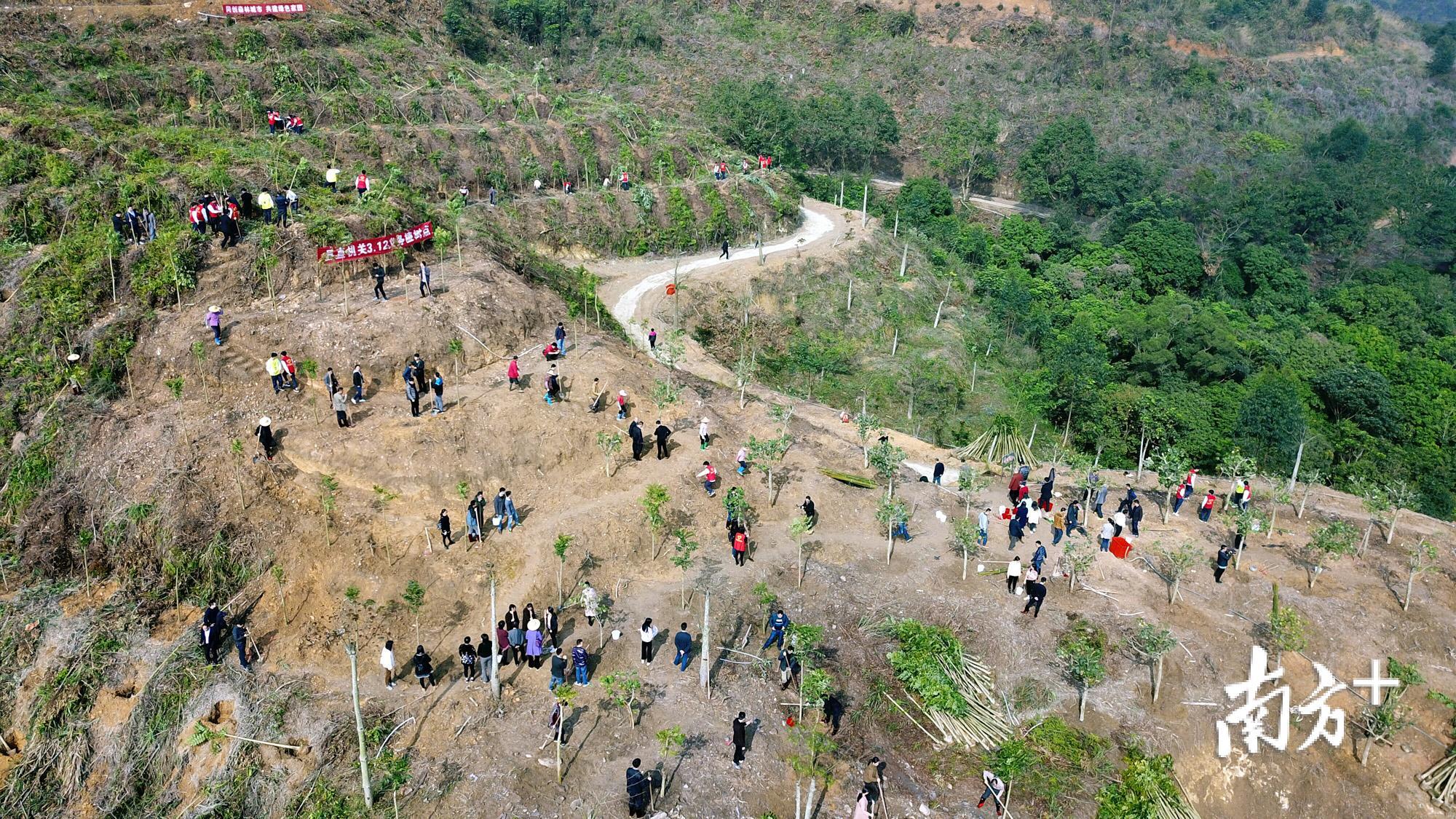 3月12日上午,潮州市饶平县四套班子领导带领机关干部、学生等150多人开展植树活动。 3月12日上午,潮州市饶平县四套班子领导带领机关干部、学生等150多人开展植树活动。