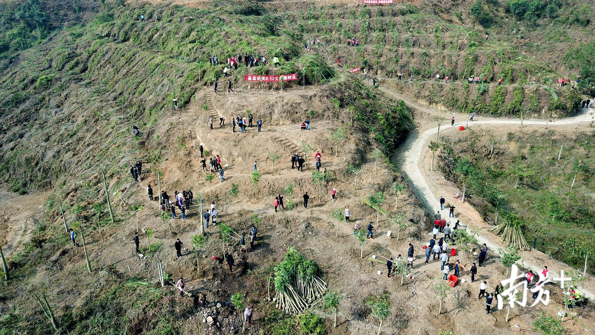 3月12日上午,潮州市饶平县四套班子领导带领机关干部、学生等150多人开展植树活动。 3月12日上午,潮州市饶平县四套班子领导带领机关干部、学生等150多人开展植树活动。