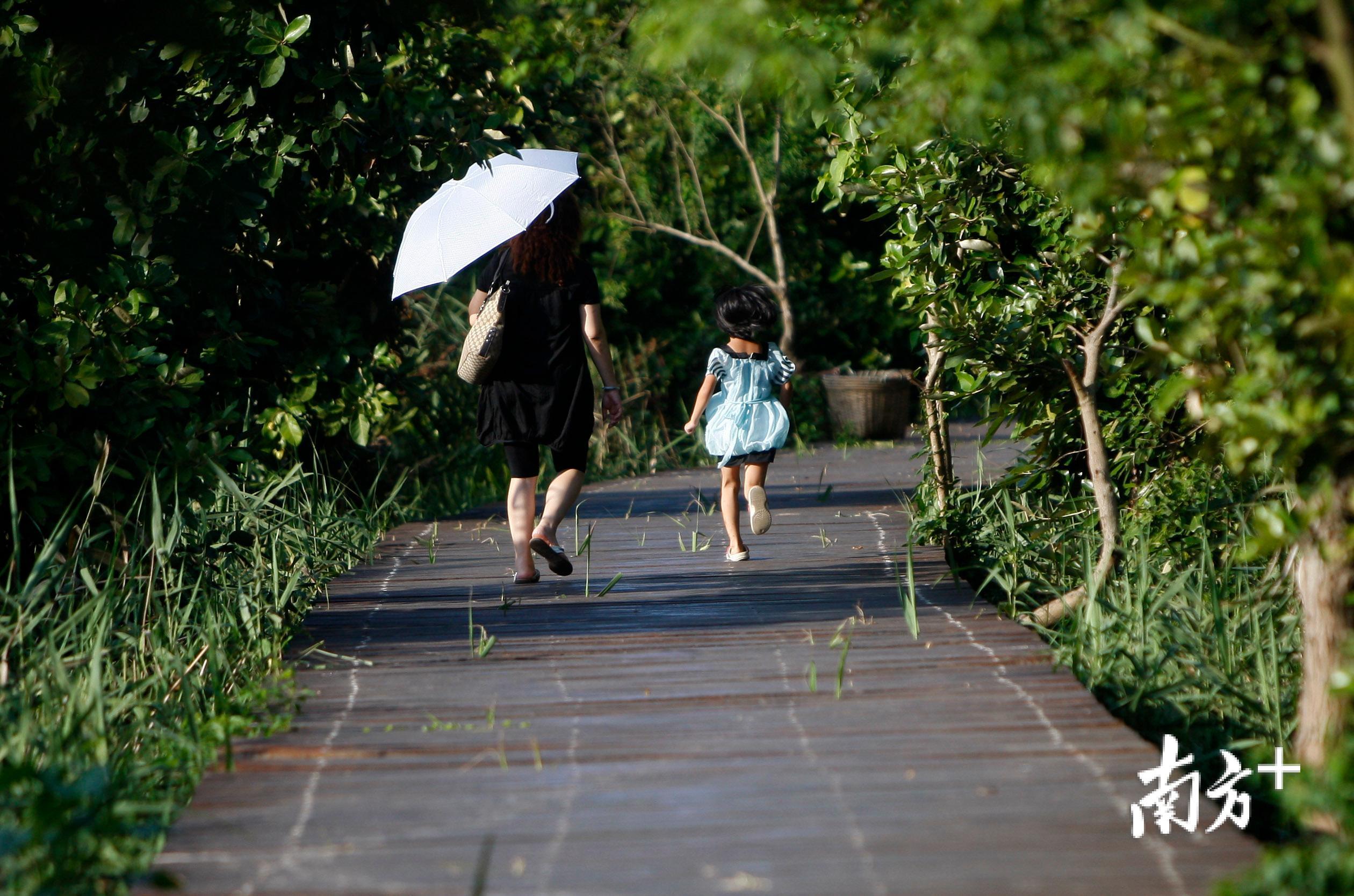 淇澳红树林绿道位于自然保护区内，这里集森林、野生动植物和湿地生态系统于一体，沿着园内的木栈道前行，满目翠绿，海风徐徐，看鹭鸟翻飞。（张由琼 摄）