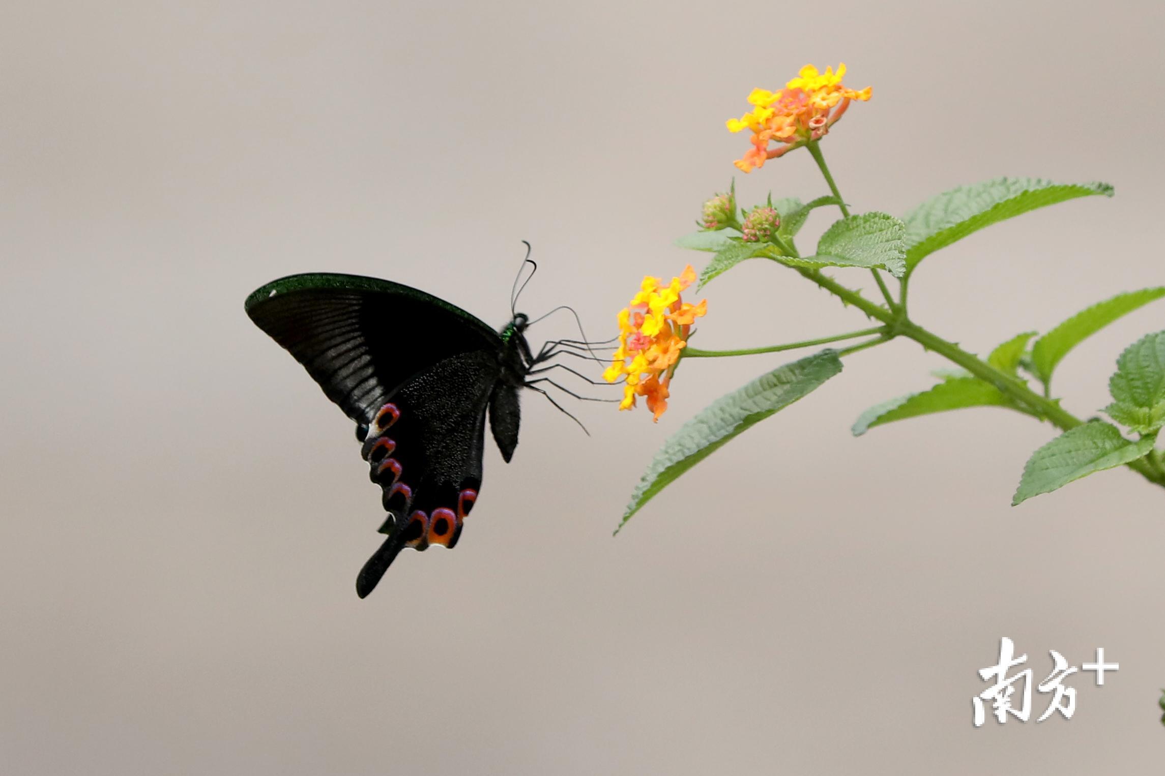 一只蝴蝶停留在花朵上.