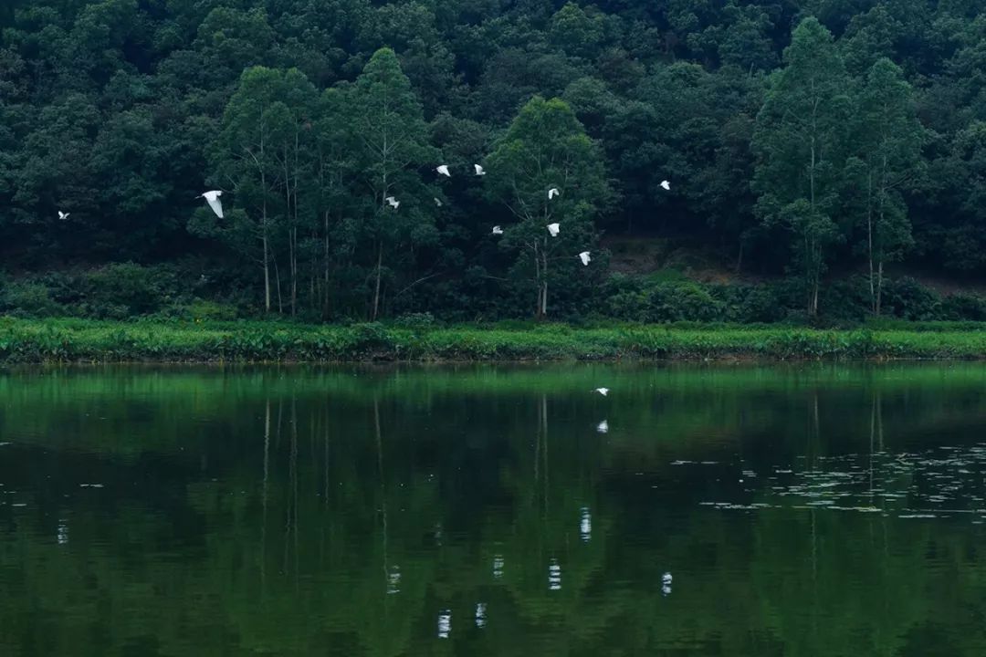 肇庆鼎湖沙浦生态园。吴勇强 摄