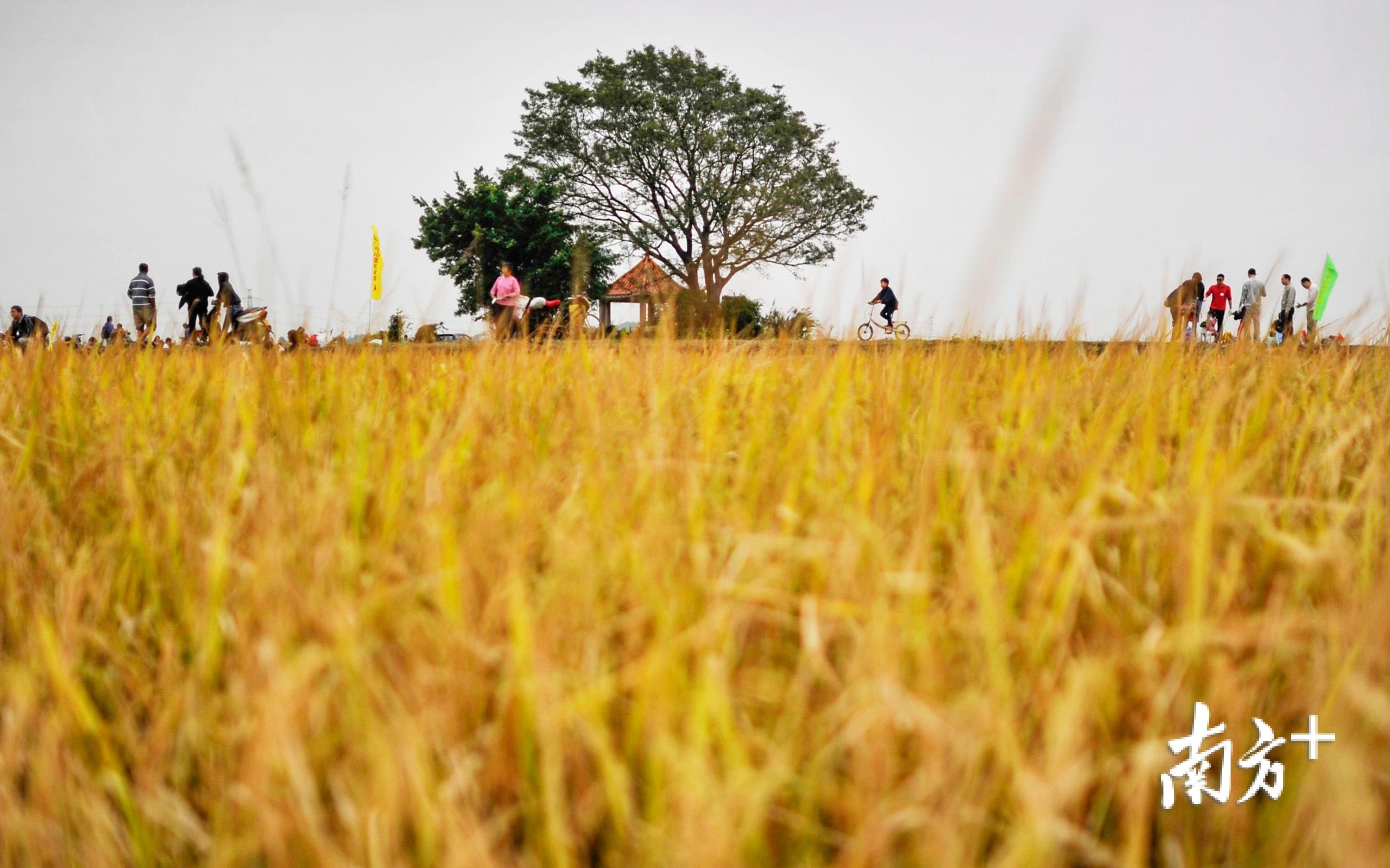 南朗镇崖口绿道，除了可以看到沿路的稻田，还能看到海。段绿道将路线安排在沿海，以红树林为生态走廊，沿海滨水+人文旅游是它的最大亮点。（叶志文 摄）