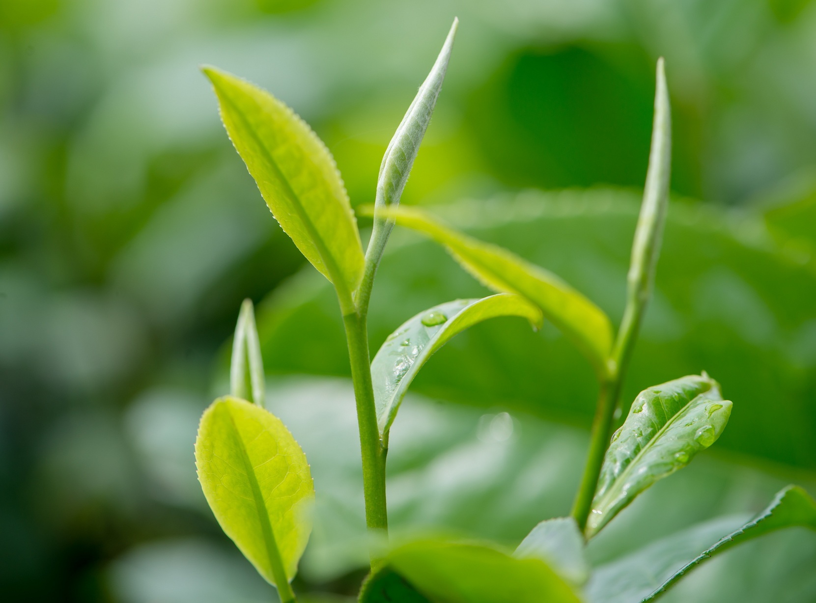 为什么说春茶是一年中最好的茶?
