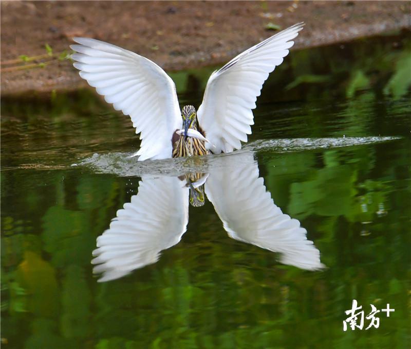 阮国志《鸟的乐园_鹭影》