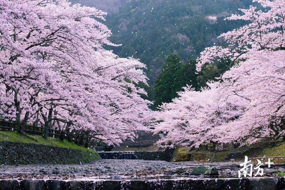 七谷川是丹波地区首屈一指的赏樱胜地。