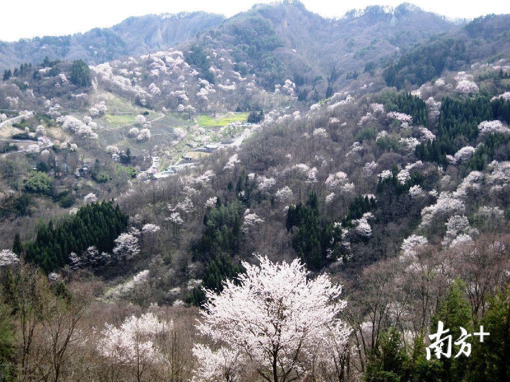 陆乡山樱（樱仙峡）位于日本长野县，数量有5000株以上。