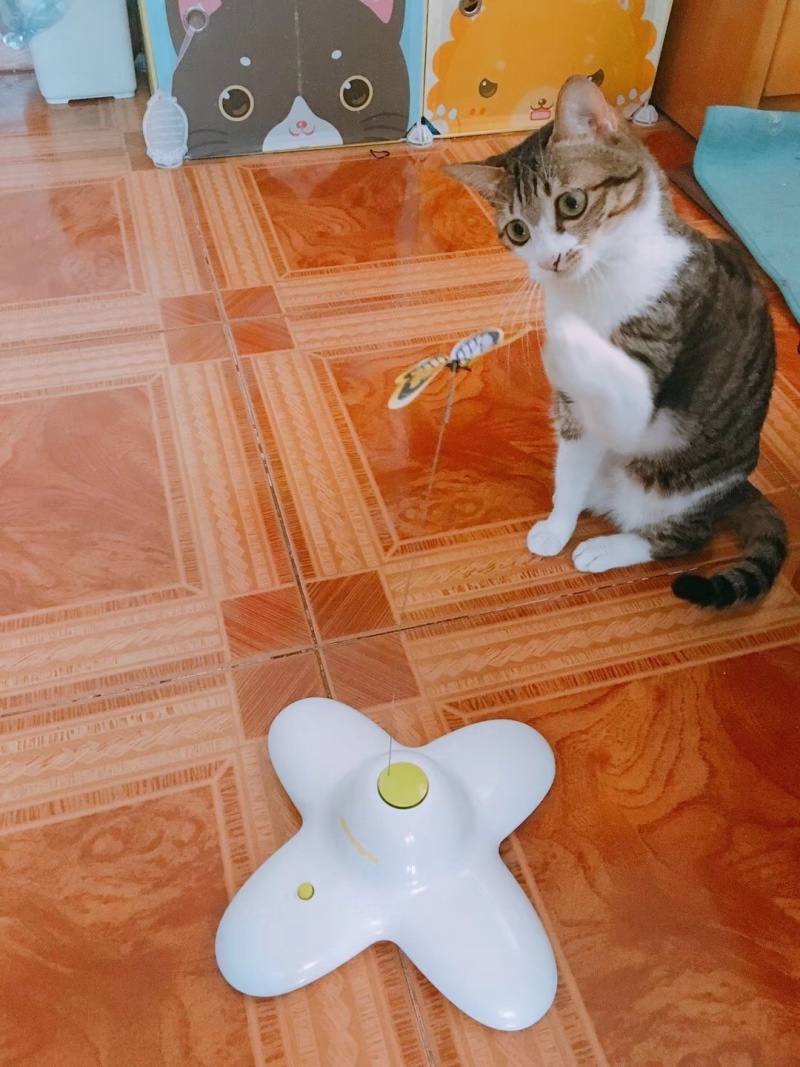 喵星人不玩猫鼠游戏了，就玩些别的找点乐子。杨小仓鼠摄