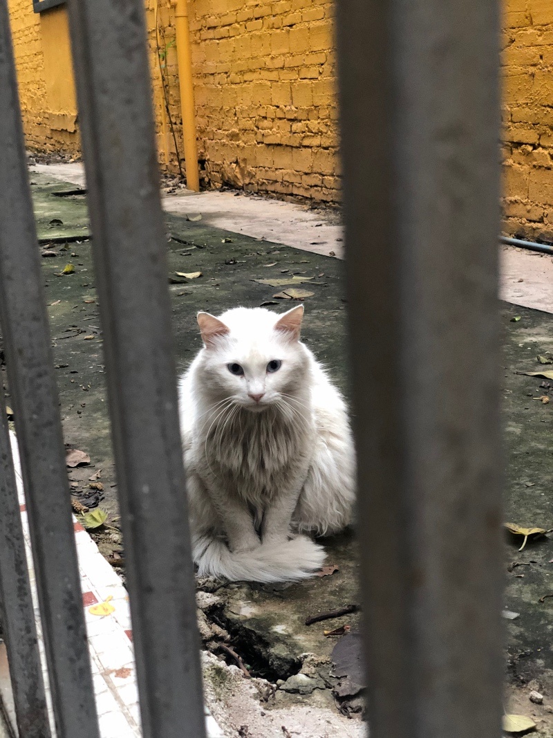 吃百家饭的猫咪。 爱和喵星人对话的盆盆 摄