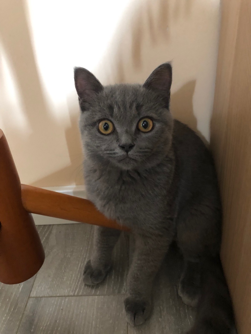 一看到这双无辜的眼神，TA此前所犯的的所有错误都已不事了。Terry的猫奴Fiona摄