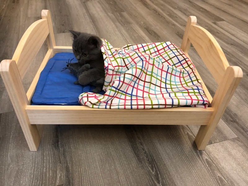 喵星人的美好生活。Terry的猫奴Fiona 摄