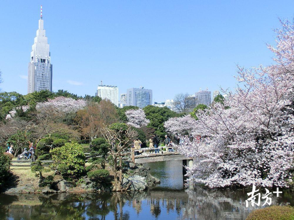 新宿御苑2月到4月均有樱花盛开。