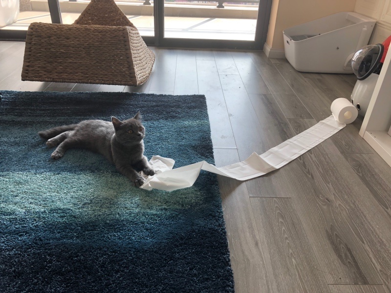 喵星人顽皮的时候，偶尔还是会令人抓狂。Terry的猫奴Fiona 摄