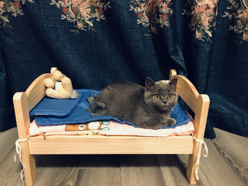 目之所及，不为多动。Terry的猫奴Fiona 摄