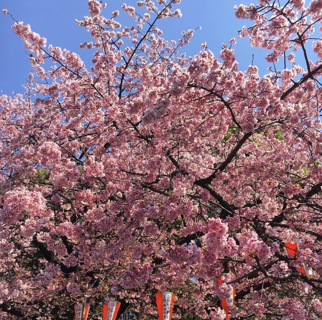 上野恩赐公园大寒樱正是观赏期。