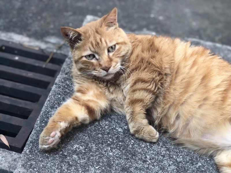 为生活所困的喵星人。 爱和喵星人对话的盆盆 摄