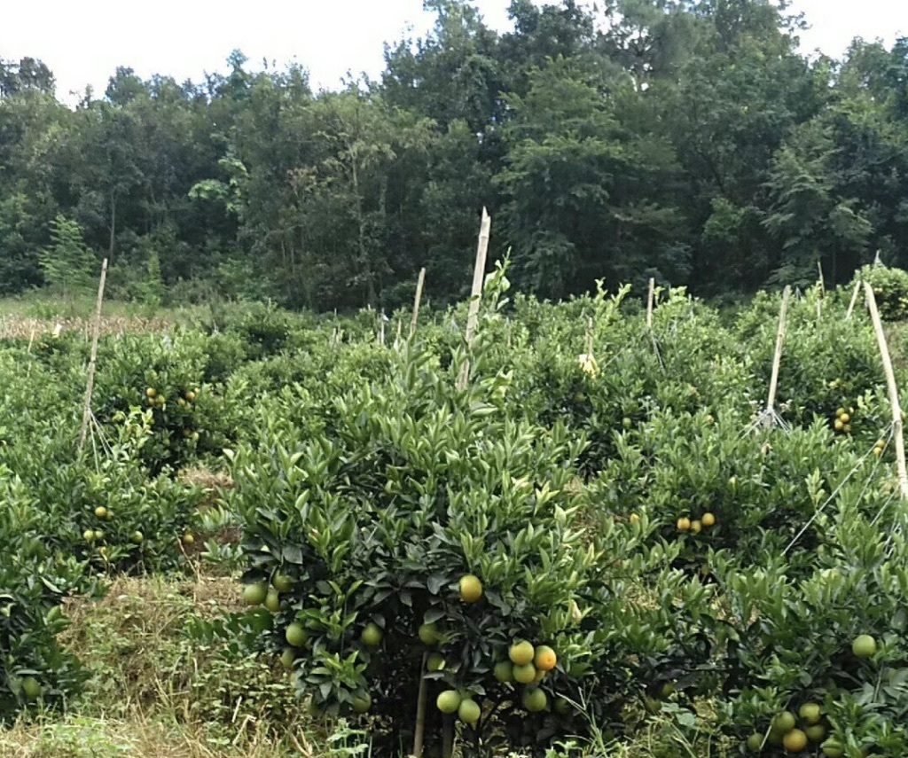 冰糖橙种植基地