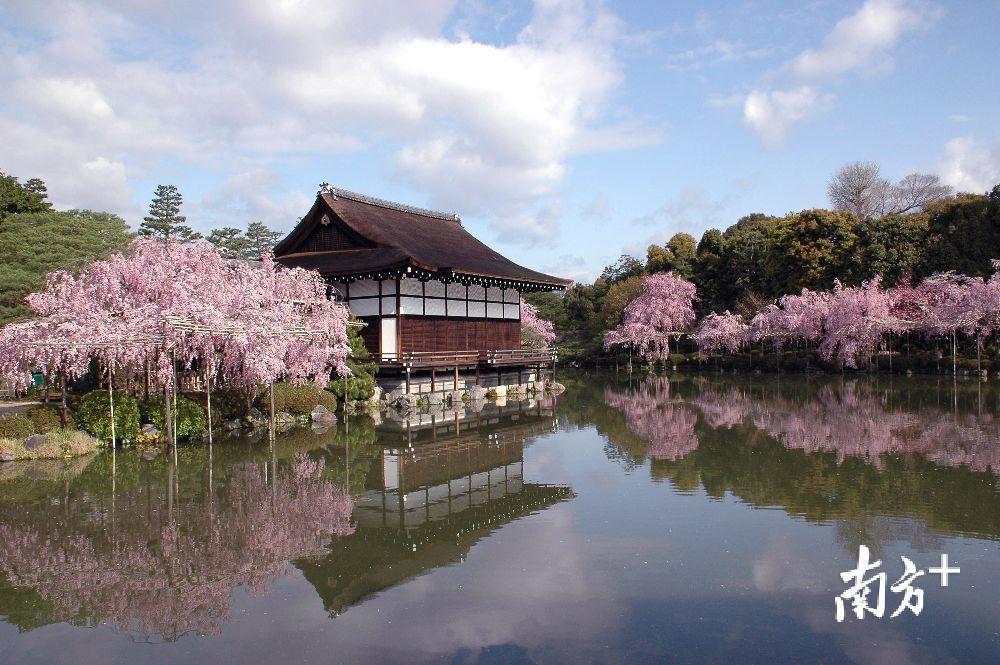 平安神宫是八重红枝垂樱的观赏胜地。