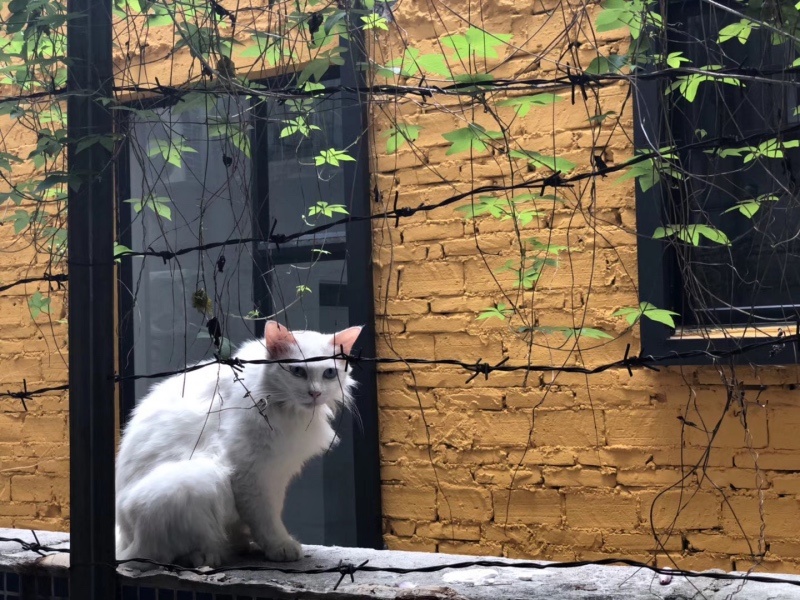 彼此一个眼神，就知道对方想要什么。 爱和喵星人对话的盆盆 摄