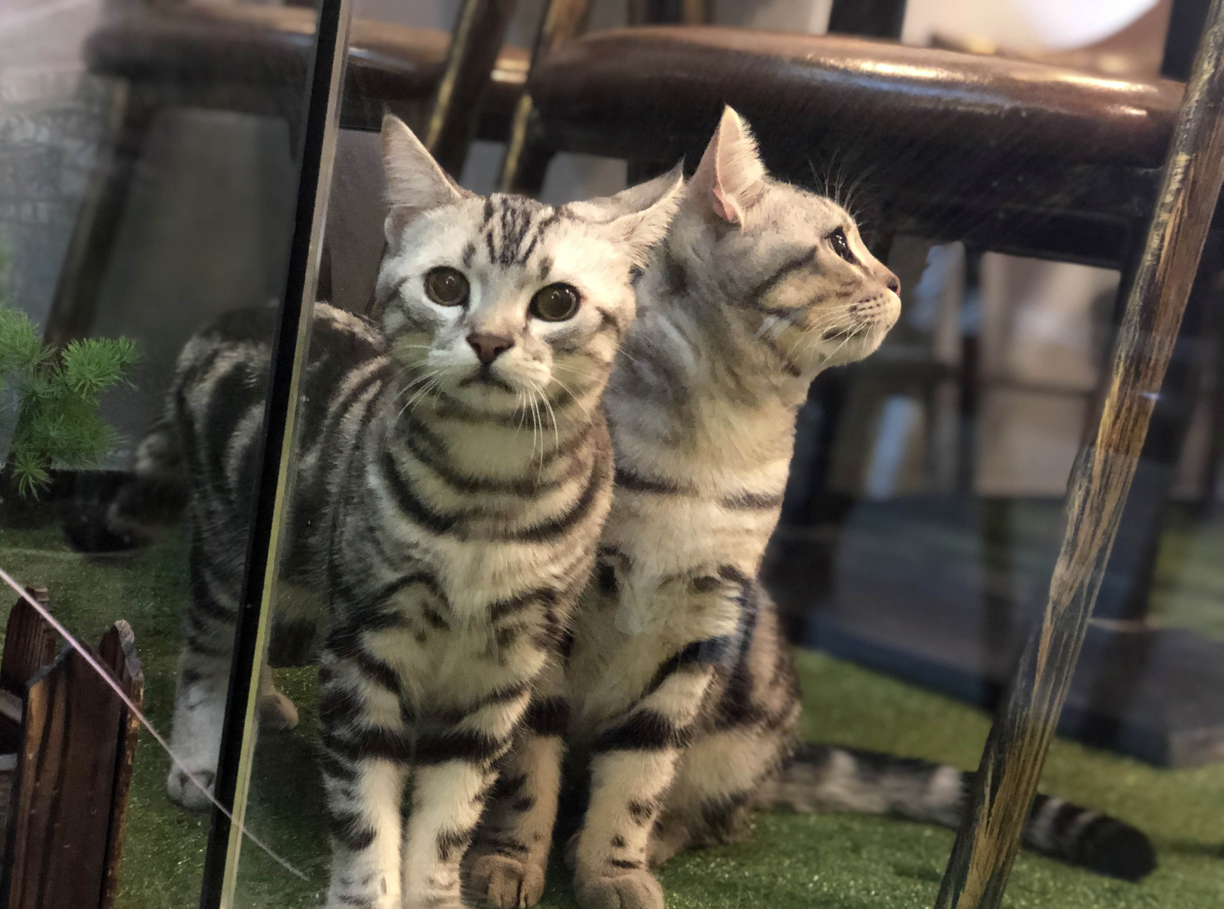 喵星人若有所思。雪竹摄