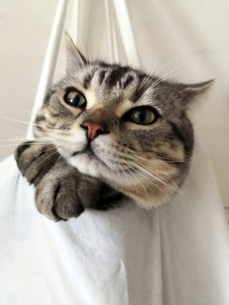 悠然自得的喵星人。雪竹摄