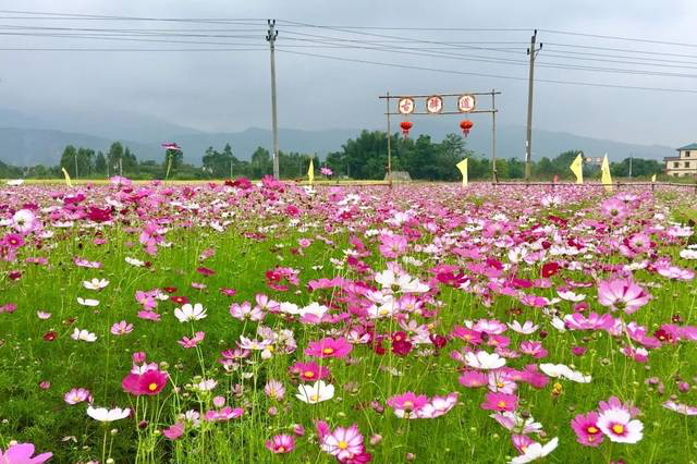 连平县大湖镇大湖寨前大片格桑花 连平县大湖镇大湖寨前大片格桑花