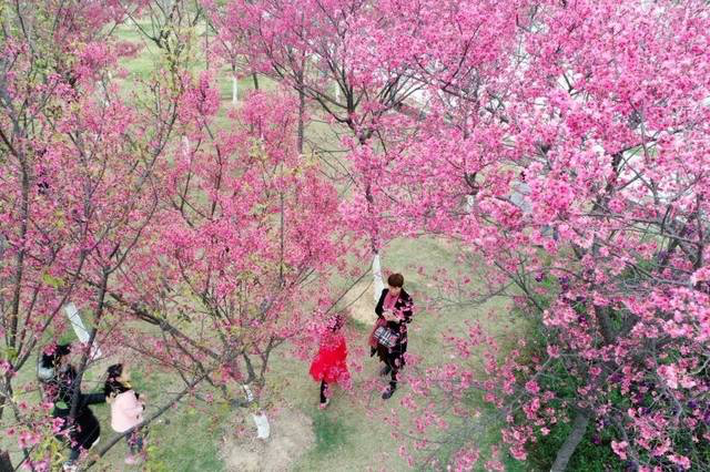 市区的客家文化公园内市民赏樱踏青 市区的客家文化公园内市民赏樱踏青