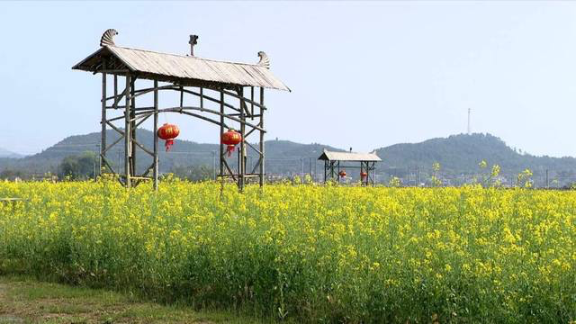 河源大湖寨油菜花田 河源大湖寨油菜花田