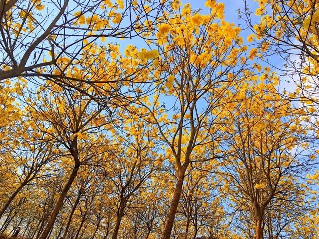 河源和平县下车镇云峰村黄花风铃木 河源和平县下车镇云峰村黄花风铃木