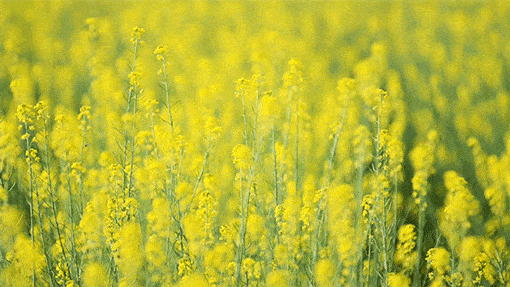 微风吹过油菜花田飘起阵阵清香 微风吹过油菜花田飘起阵阵清香