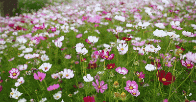 格桑花绽放 格桑花绽放