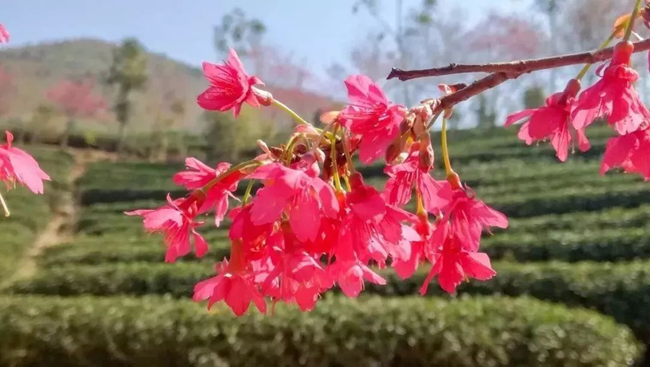 和平县青州镇的樱花 和平县青州镇的樱花