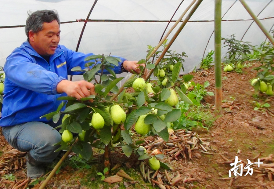 连州市保安镇卿罡村村民唐志彬试种红心芭乐成功。全媒体记者黄津 摄 连州市保安镇卿罡村村民唐志彬试种红心芭乐成功。全媒体记者黄津 摄