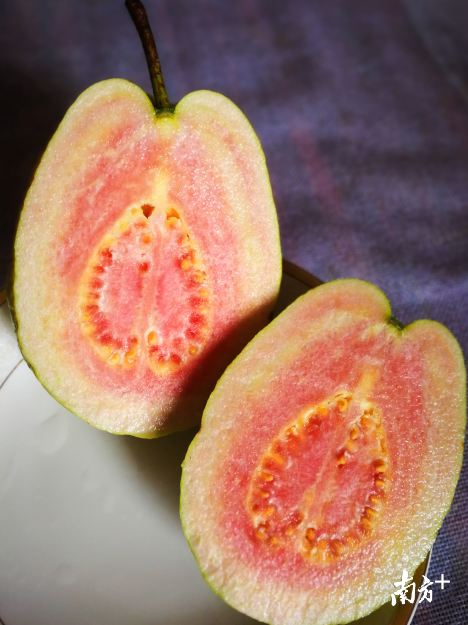 红心芭乐又被称为“糯米石榴”,果香浓郁。全媒体记者黄津 摄 红心芭乐又被称为“糯米石榴”,果香浓郁。全媒体记者黄津 摄